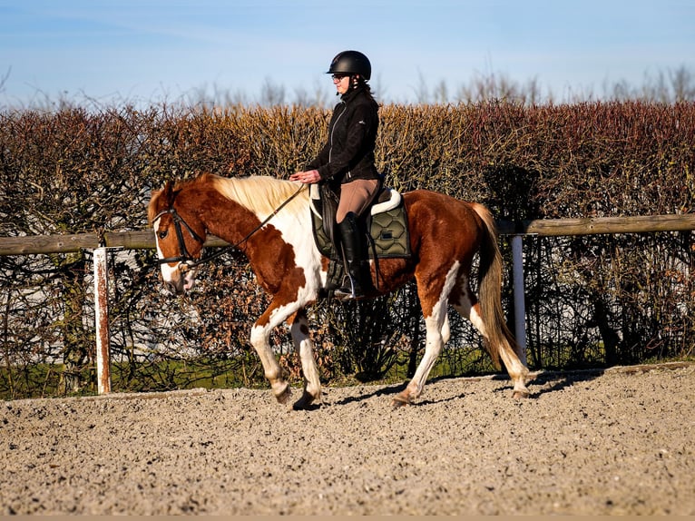 Altri pony/cavalli di piccola taglia Castrone 3 Anni 144 cm Pezzato in Neustadt (Wied)