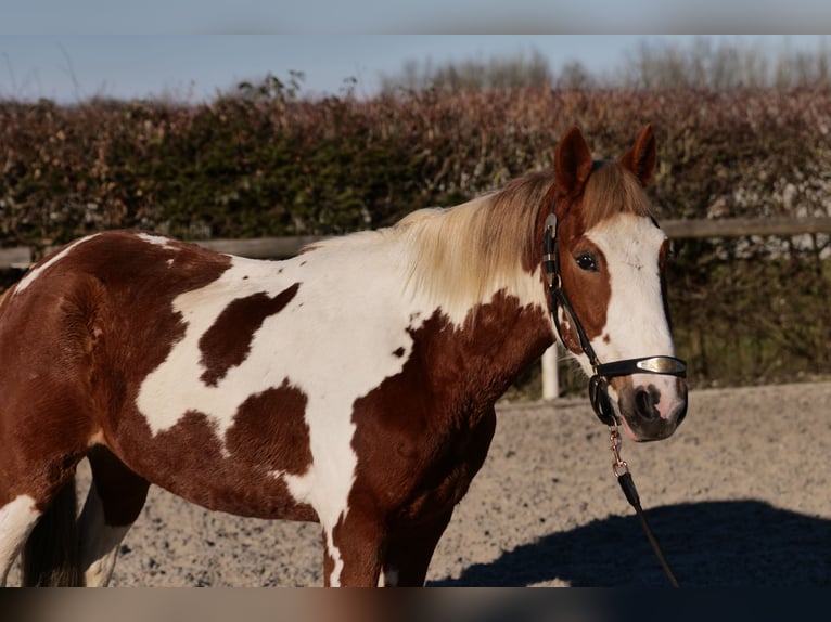 Altri pony/cavalli di piccola taglia Castrone 3 Anni 144 cm Pezzato in Neustadt (Wied)