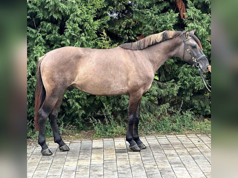 Altri pony/cavalli di piccola taglia Castrone 3 Anni 145 cm in Deggendorf