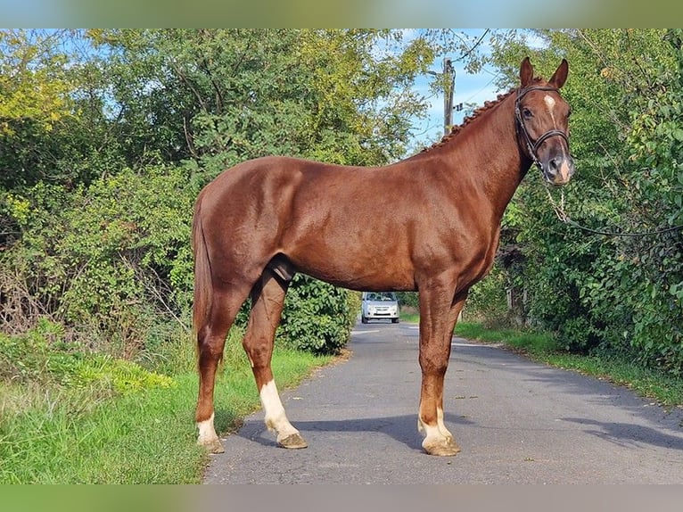 Altri pony/cavalli di piccola taglia Castrone 3 Anni 150 cm in Deggendorf