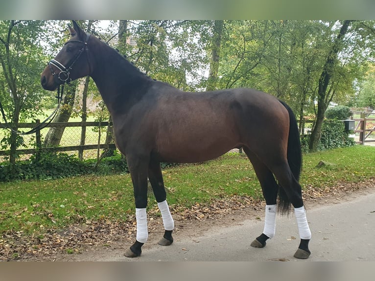 Altri pony/cavalli di piccola taglia Castrone 3 Anni 153 cm Baio in Scheeßel