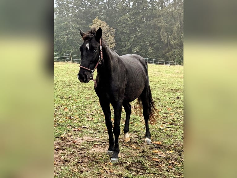 Altri pony/cavalli di piccola taglia Castrone 3 Anni 153 cm Morello in Bad Wildbad im Schwarzwald