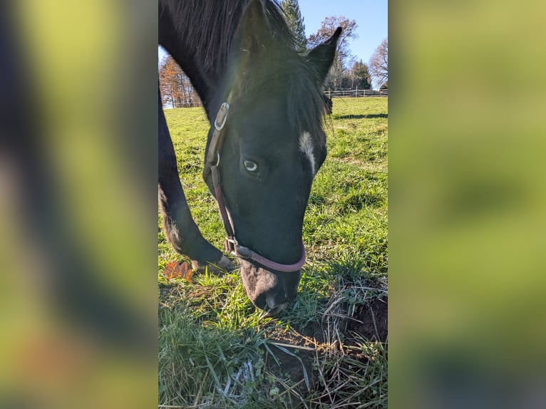 Altri pony/cavalli di piccola taglia Castrone 3 Anni 153 cm Morello in Bad Wildbad im Schwarzwald