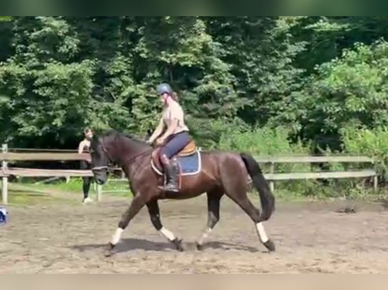 Altri pony/cavalli di piccola taglia Castrone 3 Anni 156 cm Baio scuro in Braunschweig