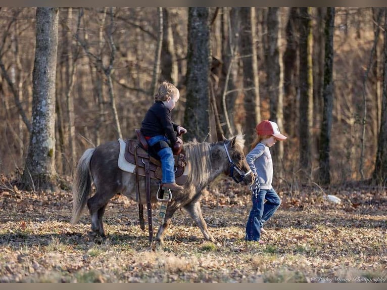 Altri pony/cavalli di piccola taglia Castrone 3 Anni 81 cm Palomino in Auburn, KY