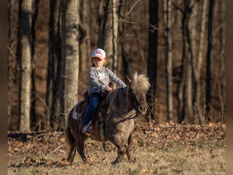 Altri pony/cavalli di piccola taglia Castrone 3 Anni 81 cm Palomino in Auburn, KY