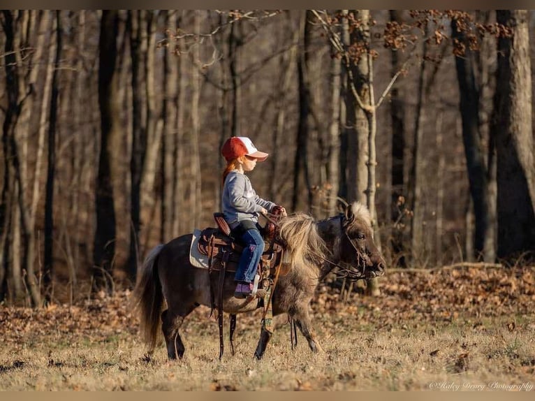 Altri pony/cavalli di piccola taglia Castrone 3 Anni 81 cm Palomino in Auburn, KY