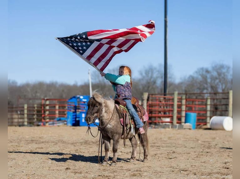 Altri pony/cavalli di piccola taglia Castrone 3 Anni 81 cm Palomino in Auburn, KY