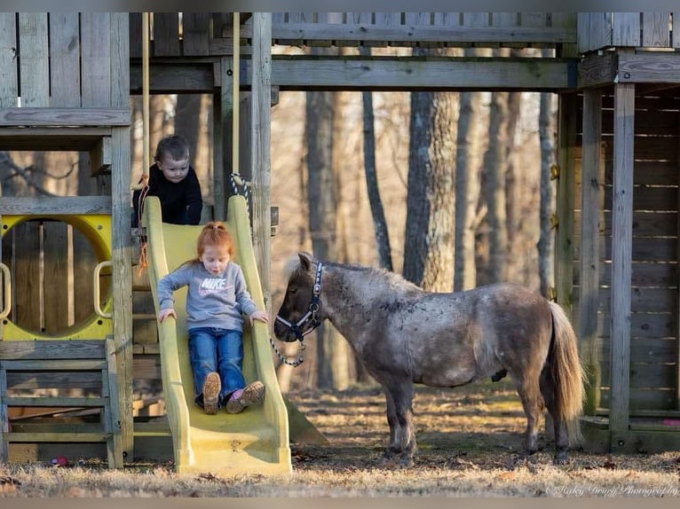 Altri pony/cavalli di piccola taglia Castrone 3 Anni 81 cm Palomino in Auburn, KY