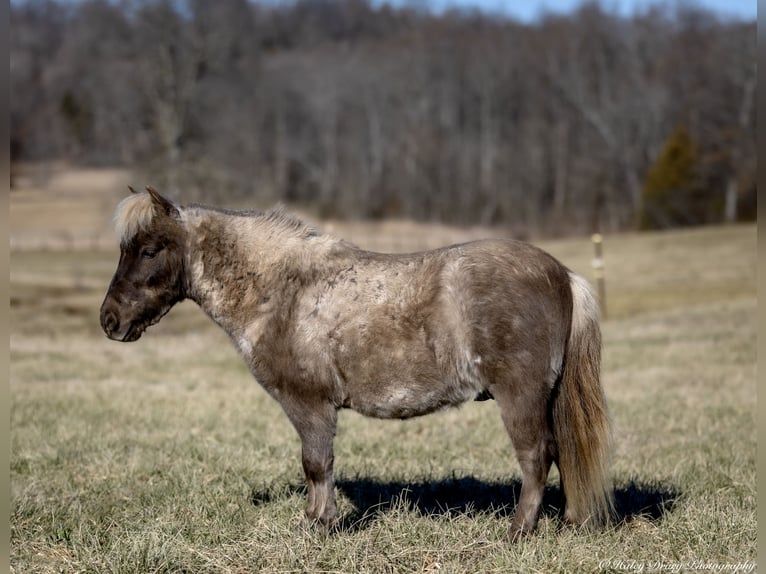 Altri pony/cavalli di piccola taglia Castrone 3 Anni 81 cm Palomino in Auburn, KY