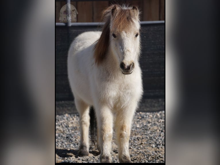 Altri pony/cavalli di piccola taglia Castrone 3 Anni 94 cm Pelle di daino in Lindon