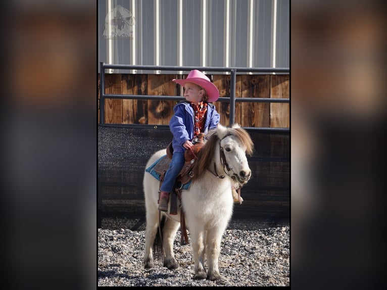 Altri pony/cavalli di piccola taglia Castrone 3 Anni 94 cm Pelle di daino in Lindon