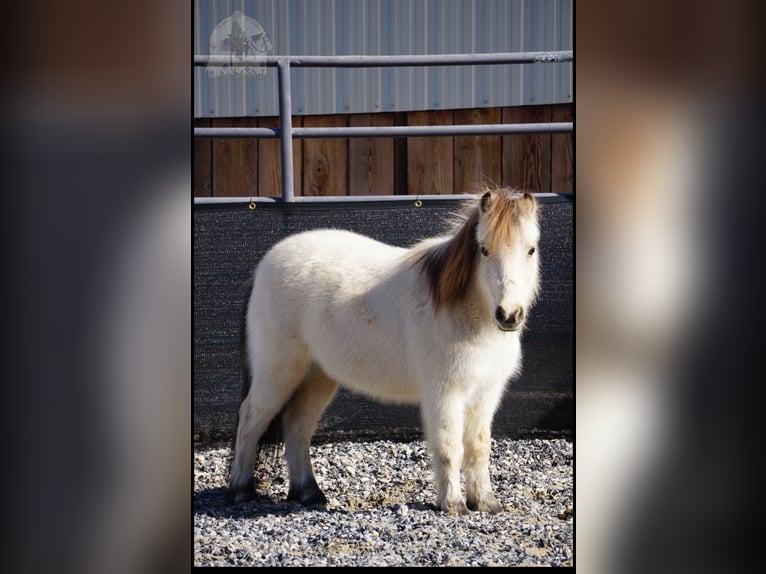 Altri pony/cavalli di piccola taglia Castrone 3 Anni 94 cm Pelle di daino in Lindon