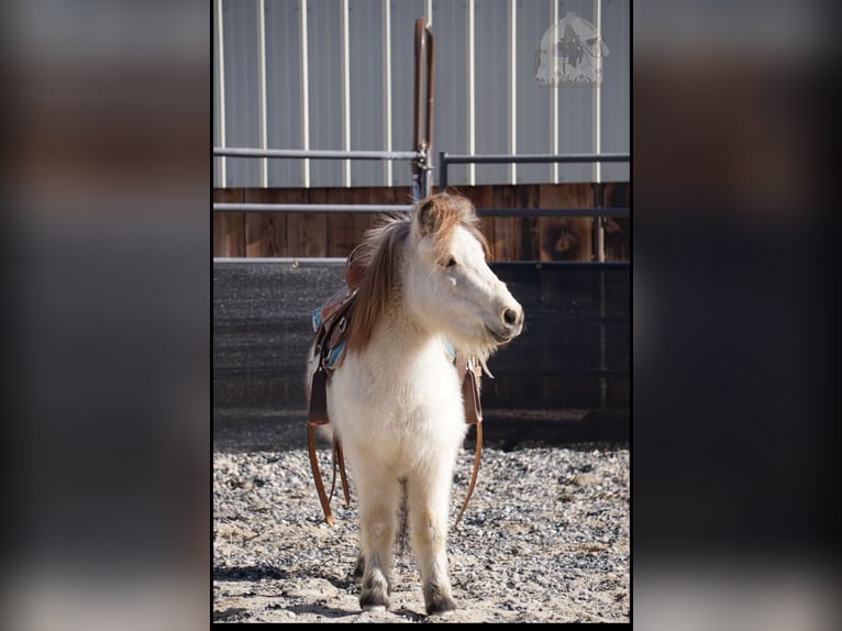 Altri pony/cavalli di piccola taglia Castrone 3 Anni 94 cm Pelle di daino in Lindon