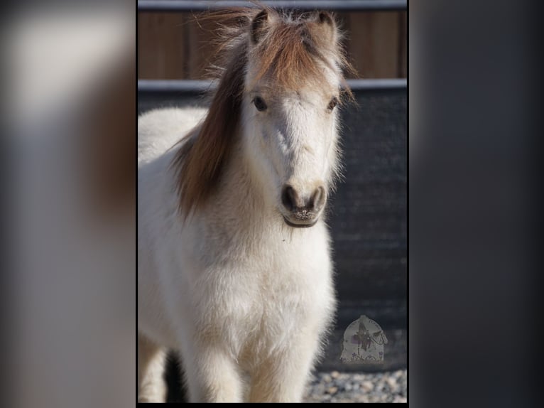 Altri pony/cavalli di piccola taglia Castrone 3 Anni 94 cm Pelle di daino in Lindon