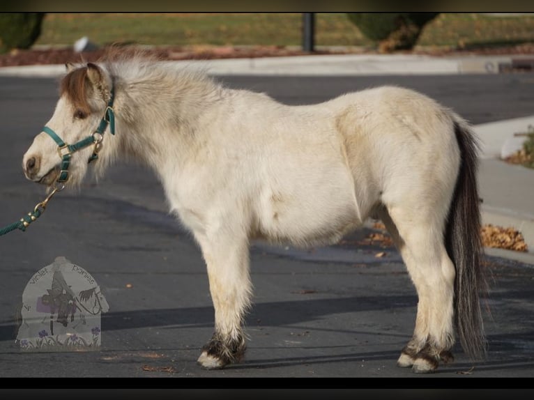 Altri pony/cavalli di piccola taglia Castrone 3 Anni 94 cm Pelle di daino in Lindon