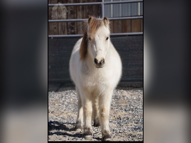 Altri pony/cavalli di piccola taglia Castrone 3 Anni 94 cm Pelle di daino in Lindon