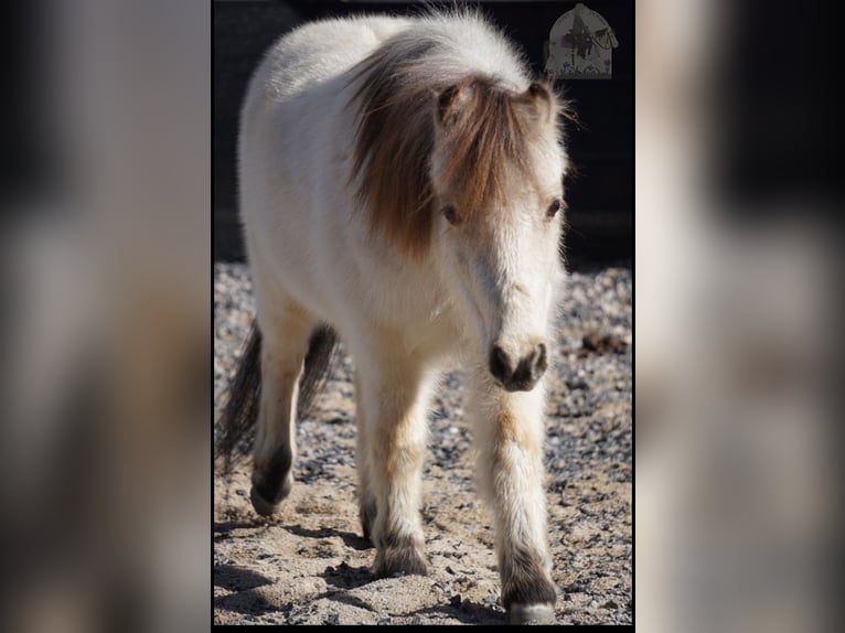 Altri pony/cavalli di piccola taglia Castrone 3 Anni 94 cm Pelle di daino in Lindon