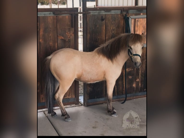 Altri pony/cavalli di piccola taglia Castrone 3 Anni 94 cm Pelle di daino in Lindon