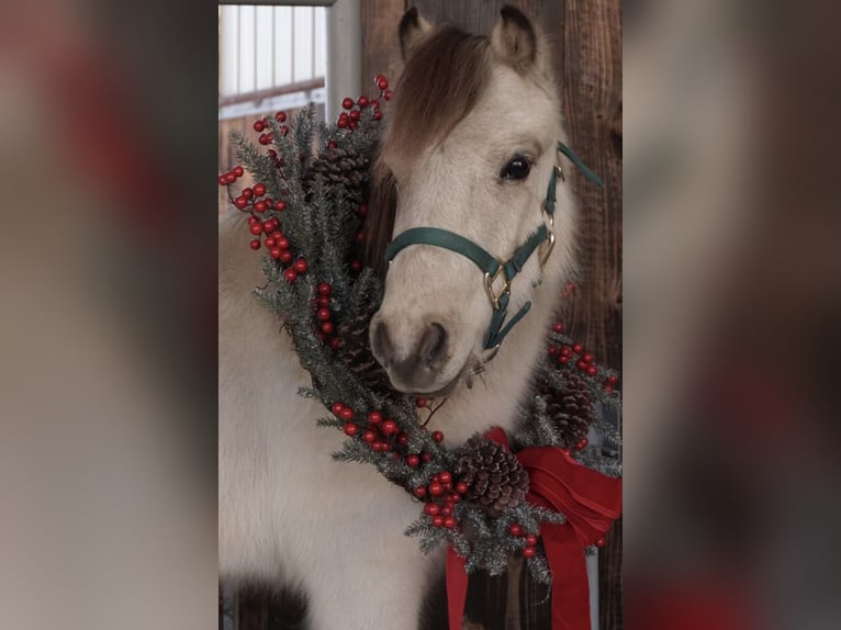 Altri pony/cavalli di piccola taglia Castrone 3 Anni 94 cm Pelle di daino in Lindon