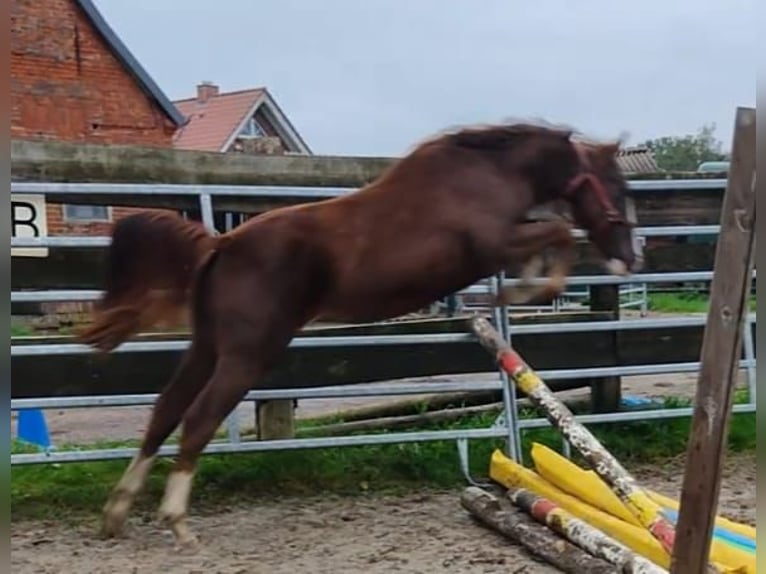 Altri pony/cavalli di piccola taglia Castrone 3 Anni in Ritterhude