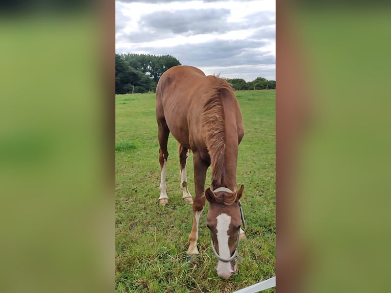 Altri pony/cavalli di piccola taglia Castrone 3 Anni in Ritterhude