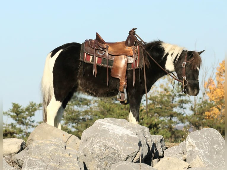 Altri pony/cavalli di piccola taglia Castrone 4 Anni 107 cm in Rebersburg, PA