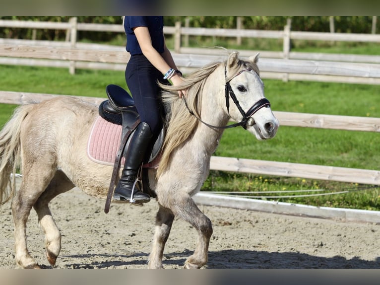 Altri pony/cavalli di piccola taglia Castrone 4 Anni 116 cm Falbo in Bogaarden