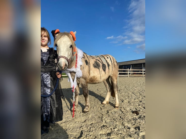 Altri pony/cavalli di piccola taglia Castrone 4 Anni 116 cm Può diventare grigio in Bogaarden