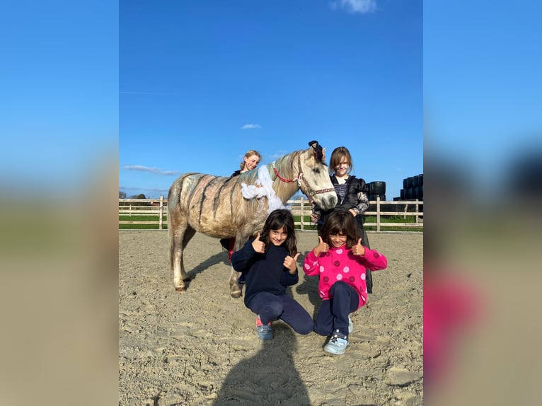 Altri pony/cavalli di piccola taglia Castrone 4 Anni 116 cm Può diventare grigio in Bogaarden