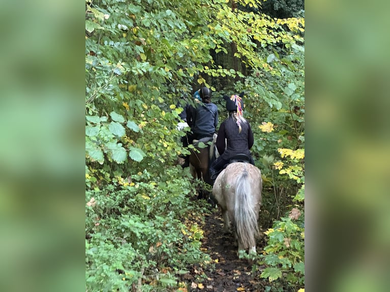 Altri pony/cavalli di piccola taglia Castrone 4 Anni 116 cm Può diventare grigio in Bogaarden