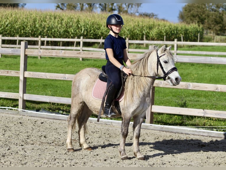 Altri pony/cavalli di piccola taglia Castrone 4 Anni 116 cm Può diventare grigio in Bogaarden