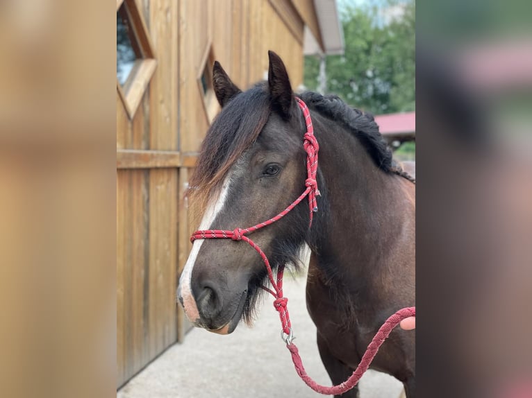 Altri pony/cavalli di piccola taglia Castrone 4 Anni 140 cm Baio nero in Eggermühlen