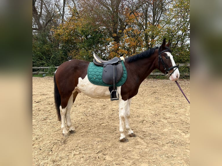 Altri pony/cavalli di piccola taglia Castrone 4 Anni 140 cm Pezzato in Bad Camberg