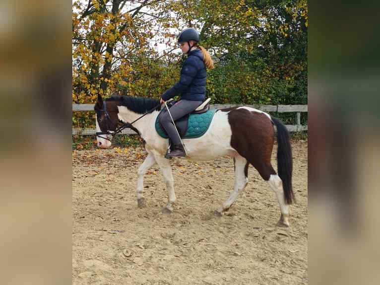 Altri pony/cavalli di piccola taglia Castrone 4 Anni 140 cm Pezzato in Bad Camberg