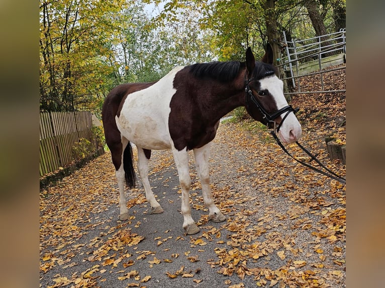 Altri pony/cavalli di piccola taglia Castrone 4 Anni 140 cm Pezzato in Bad Camberg