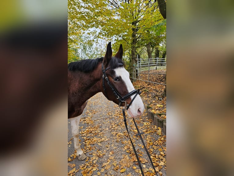 Altri pony/cavalli di piccola taglia Castrone 4 Anni 140 cm Pezzato in Bad Camberg