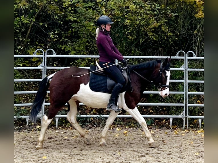 Altri pony/cavalli di piccola taglia Castrone 4 Anni 140 cm Pezzato in Bad Camberg