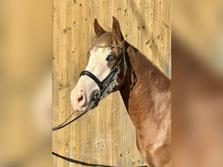 Altri pony/cavalli di piccola taglia Castrone 4 Anni 140 cm Sauro in Pelmberg