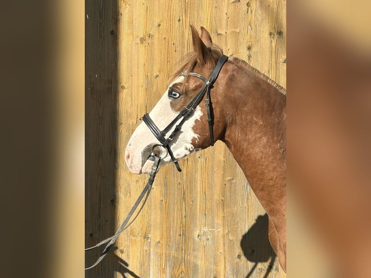 Altri pony/cavalli di piccola taglia Castrone 4 Anni 140 cm Sauro in Pelmberg