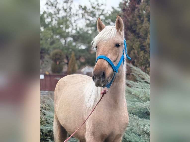 Altri pony/cavalli di piccola taglia Castrone 4 Anni 142 cm in Deggendorf