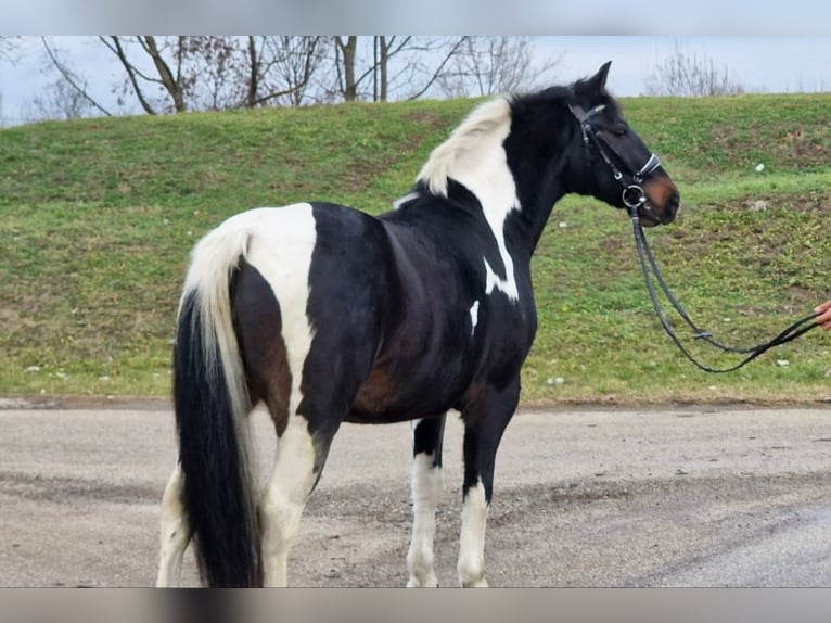 Altri pony/cavalli di piccola taglia Castrone 4 Anni 145 cm Pezzato in Rechnitz