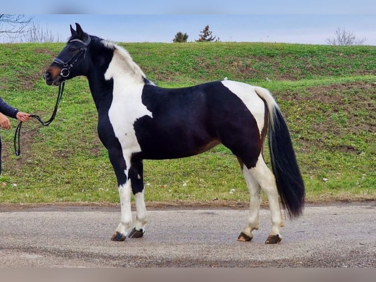 Altri pony/cavalli di piccola taglia Castrone 4 Anni 145 cm Pezzato in Rechnitz