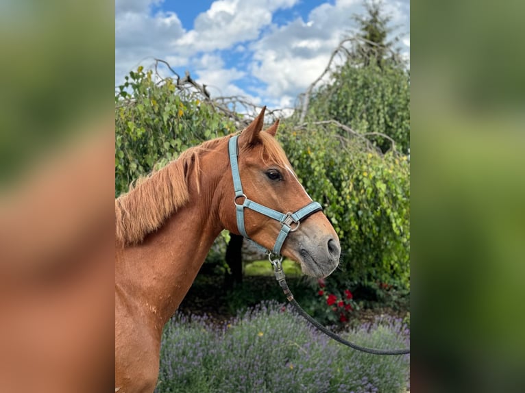 Altri pony/cavalli di piccola taglia Castrone 4 Anni 147 cm Sauro in Iggingen