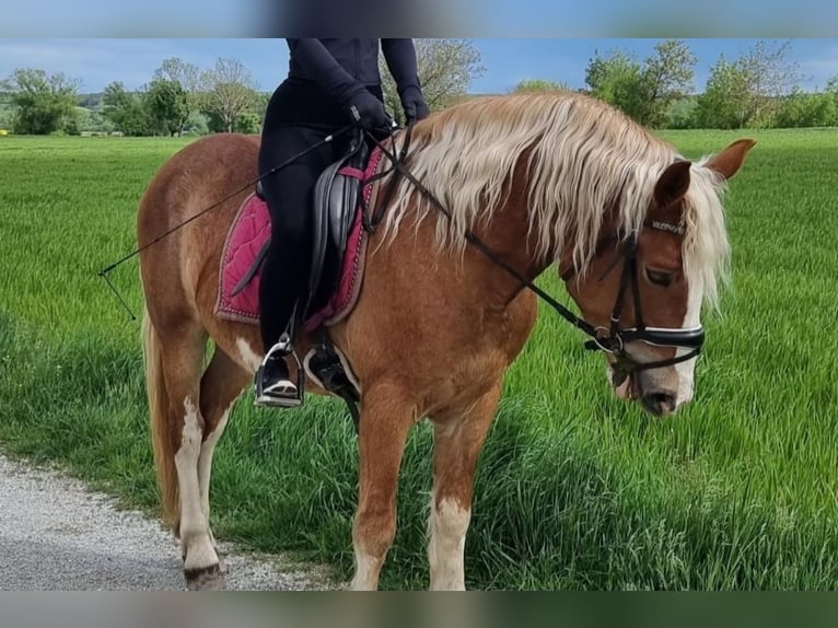 Altri pony/cavalli di piccola taglia Castrone 4 Anni 147 cm Sauro in Rechnitz