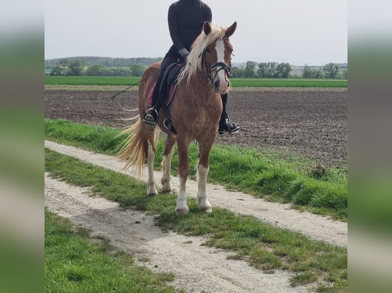 Altri pony/cavalli di piccola taglia Castrone 4 Anni 147 cm Sauro in Rechnitz