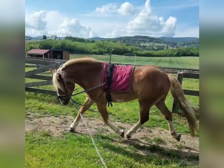 Altri pony/cavalli di piccola taglia Castrone 4 Anni 147 cm Sauro in Rechnitz