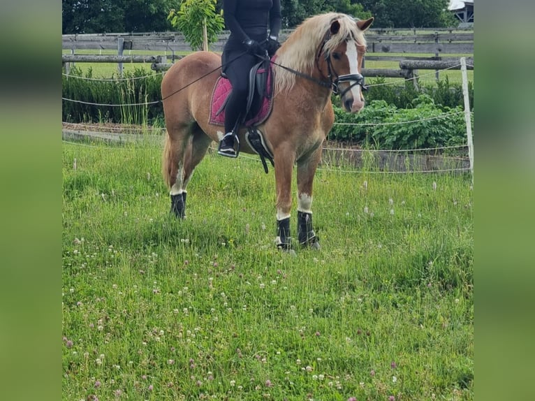 Altri pony/cavalli di piccola taglia Castrone 4 Anni 147 cm Sauro in Rechnitz