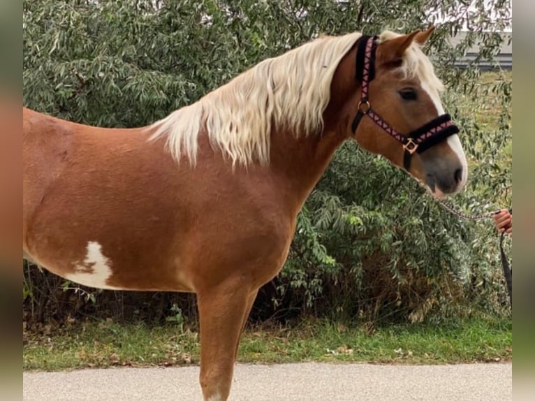 Altri pony/cavalli di piccola taglia Castrone 4 Anni 147 cm Sauro in Rechnitz