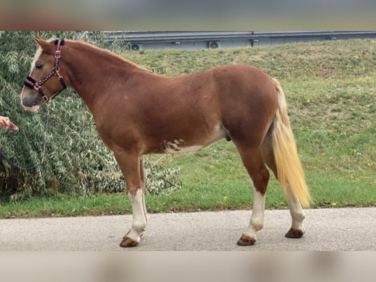 Altri pony/cavalli di piccola taglia Castrone 4 Anni 147 cm Sauro in Rechnitz